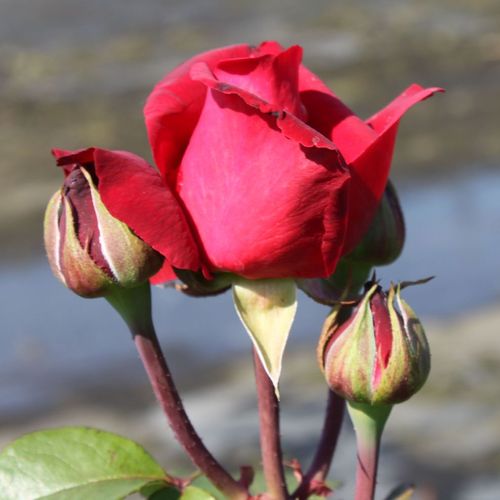 Rosa Liebeszauber 91® - rouge - rosiers hybrides de thé
